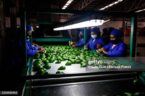 Employees at the Afrupro packaging warehouse work on an avocado packing line in Tzaneen, on March 8, 2021. Farmers around the quiet tropical town of...