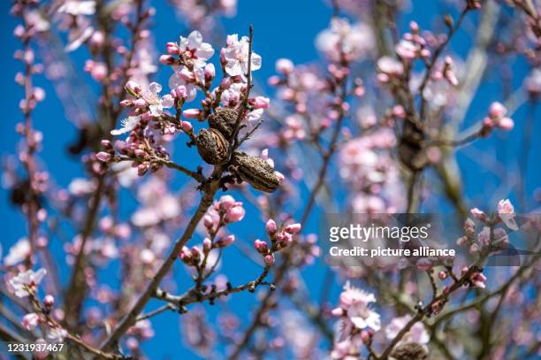 March 2021, Rhineland-Palatinate, Erden: Trees of the Moselle vineyard peach blossom on the vineyards of the Moselle. The blossoms of the...