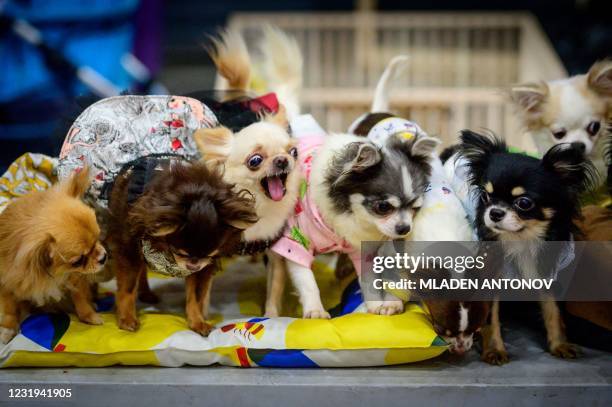 Chihuahua dogs interact at the 10th Thailand international Pet Variety Exhibition in Bangkok on March 26, 2021.