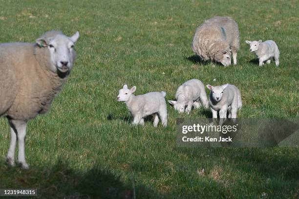 March 26: Lambs gambol in the spring sunshine, on March 26, 2021 in Dalgety Bay, Scotland.