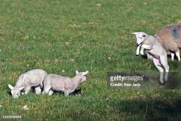 March 26: Lambs gambol in the spring sunshine, on March 26, 2021 in Dalgety Bay, Scotland.
