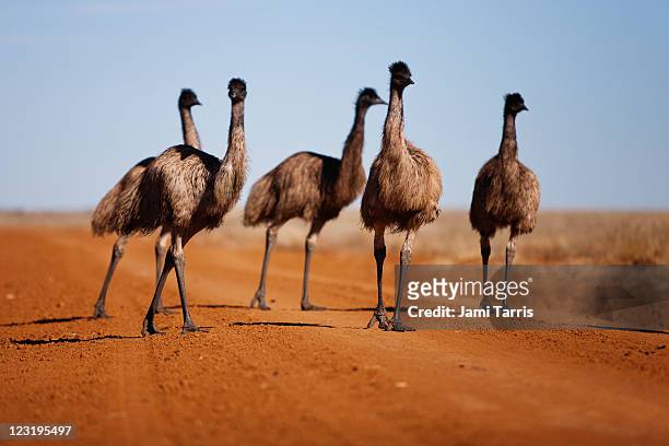 grown emu chick walking with family group - emú fotografías e imágenes de stock