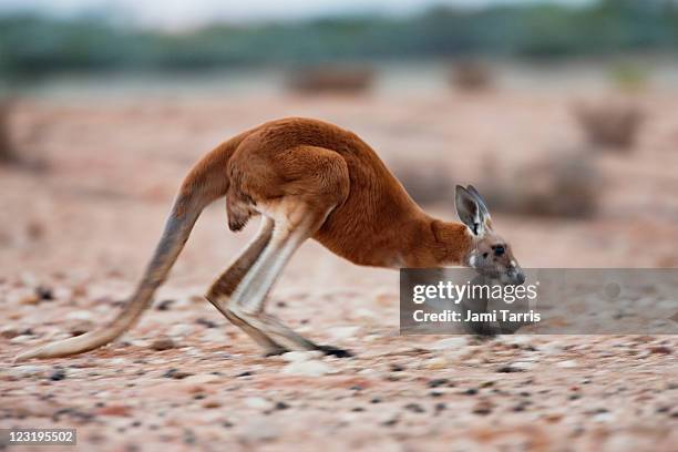 red kangaroo motionblur - sturt stony wüste stock-fotos und bilder