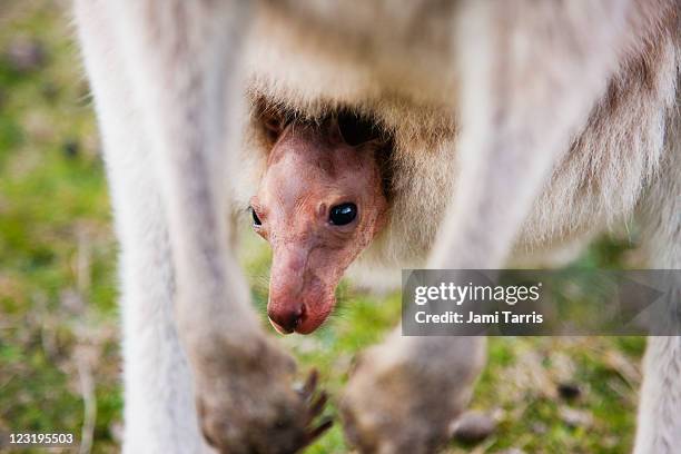 a kangaroo joey pokes its head out of pouch - joey kangaroo photos et images de collection