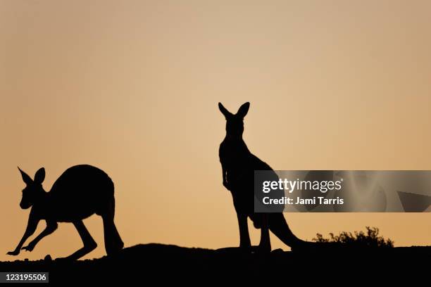 silhouette of red kangaroos - sturt stony wüste stock-fotos und bilder