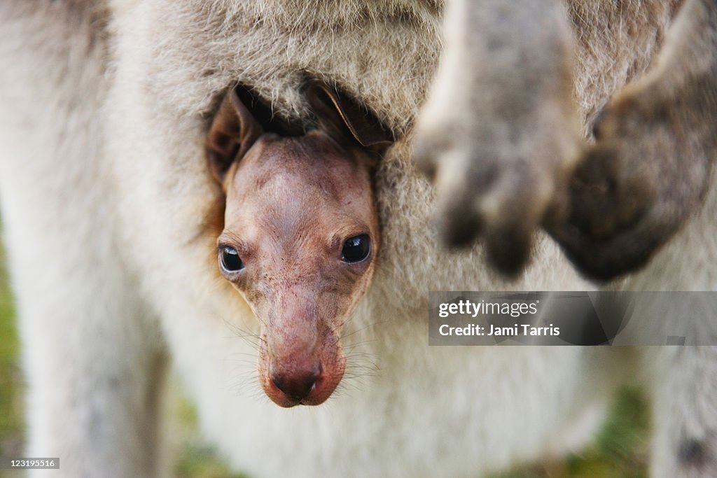 A kangaroo joey pokes its head out pouch