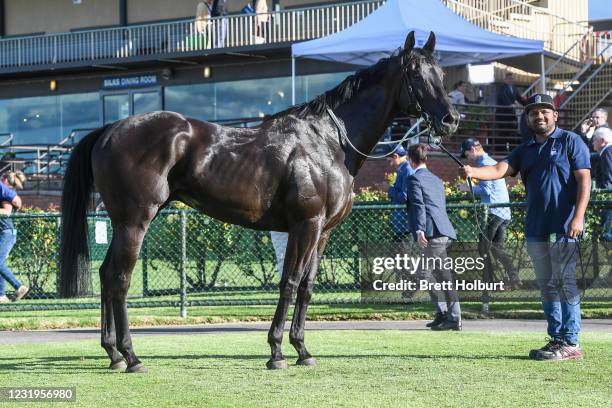 Fighting Harada after winning the No Fuss Event Hire BM78 Handicap at Bendigo Racecourse on March 27, 2021 in Bendigo, Australia.