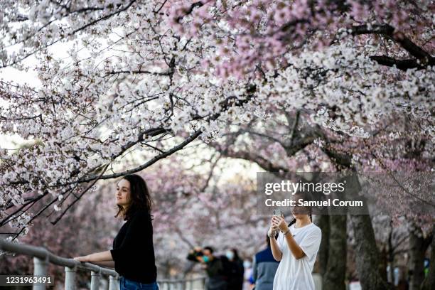 People stop to take pictures amongst the blooming Japanese Cherry Blossom trees along the Tidal Basin on March 27, 2021 in Washington, DC. Officials...