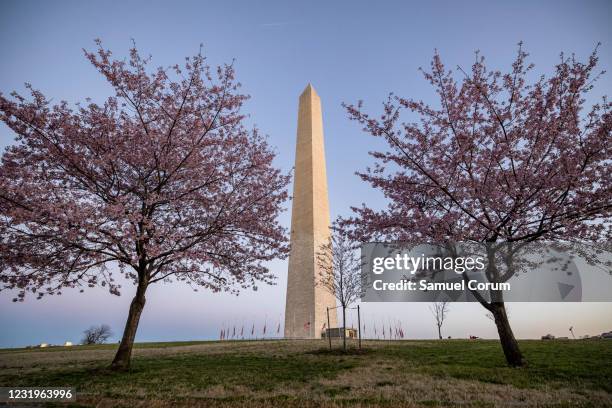 The Washington Monument is seen through blooming Japanese Cherry Blossom trees on the National Mall on March 27, 2021 in Washington, DC. Officials...