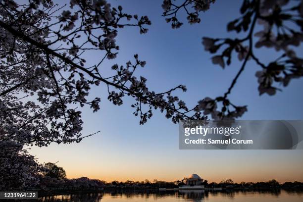 The Jefferson Memorial is seen across the Tidal Basin through blooming Cherry Blossom trees on March 27, 2021 in Washington, DC. Officials have...