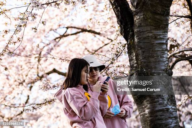 People walk amongst the blooming Japanese Cherry Blossom trees along the Tidal Basin on March 27, 2021 in Washington, DC. Officials have warned that...