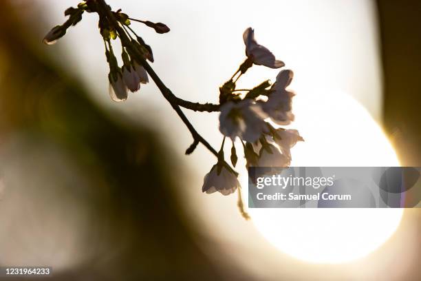 Japanese Cherry Blossom trees bloom along the Tidal Basin on March 27, 2021 in Washington, DC. Officials have warned that the famed Cherry Blossom...