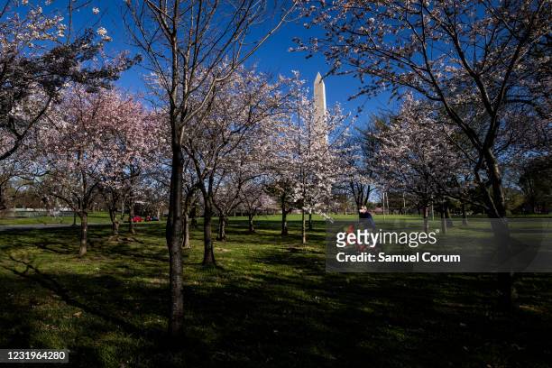 Man rides a rental bike amongst blooming Japanese Cherry Blossom trees along the Tidal Basin with the Washington Monument behind him on March 27,...