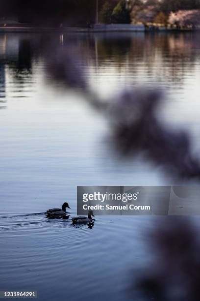 Ducks are seen swimming in the Tidal Basin through blooming Japanese Cherry Blossom trees on March 27, 2021 in Washington, DC. Officials have warned...