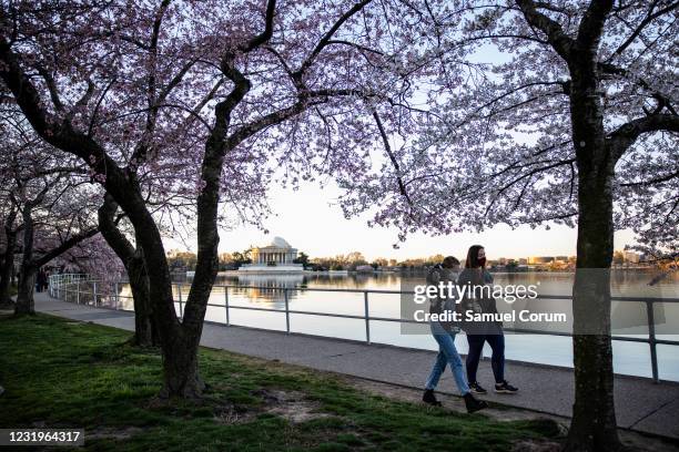 People walk amongst the blooming Japanese Cherry Blossom trees along the Tidal Basin on March 27, 2021 in Washington, DC. Officials have warned that...