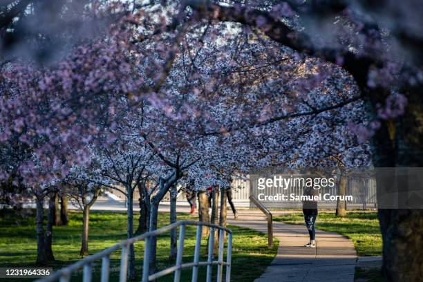 People walk amongst the blooming Japanese Cherry Blossom trees along the Tidal Basin on March 27, 2021 in Washington, DC. Officials have warned that...