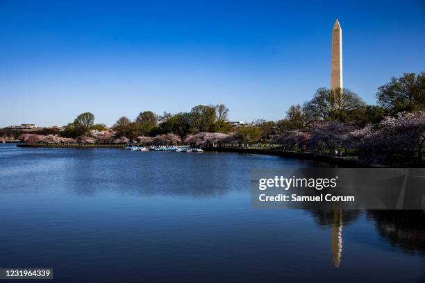 Japanese Cherry Blossom trees bloom along the Tidal Basin with the Washington Monument in the distance on March 27, 2021 in Washington, DC. Officials...