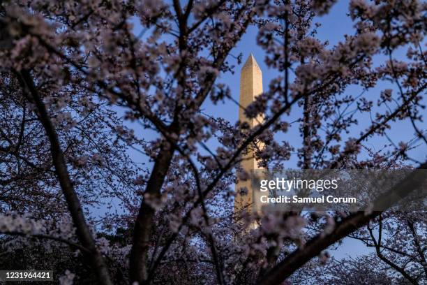 The Washington Monument is seen through blooming Japanese Cherry Blossom trees on the National Mall on March 27, 2021 in Washington, DC. Officials...