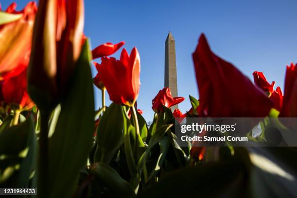 The Washington Monument is seen past blooming tulips on the National Mall on March 27, 2021 in Washington, DC. Officials have warned that the famed...