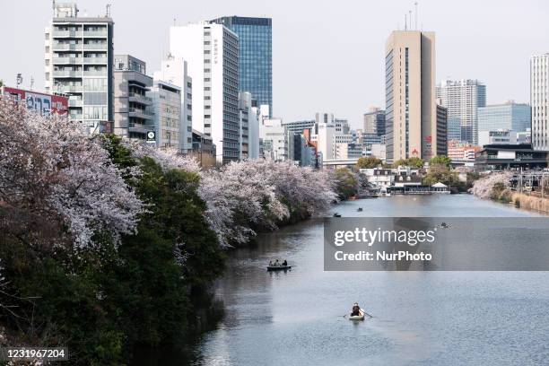 Cherry blossom trees in full bloom along the river and the Tokyo cityscape in Iidabashi, Tokyo, 27 March.