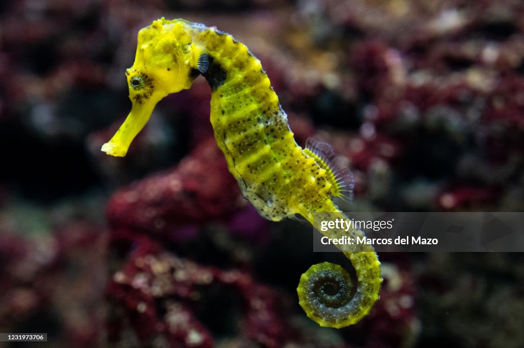 Specimen of longsnout seahorse (Hippocampus reidi) also...