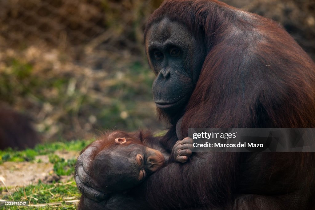 A female Bornean orangutan (Pongo pygmaeus) holding its baby...