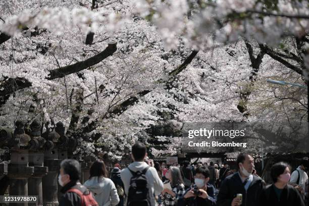 People walk under cherry blossom trees in bloom at Ueno Park in Tokyo, Japan, on Saturday, March 27, 2021. Declines in Tokyo consumer prices eased...