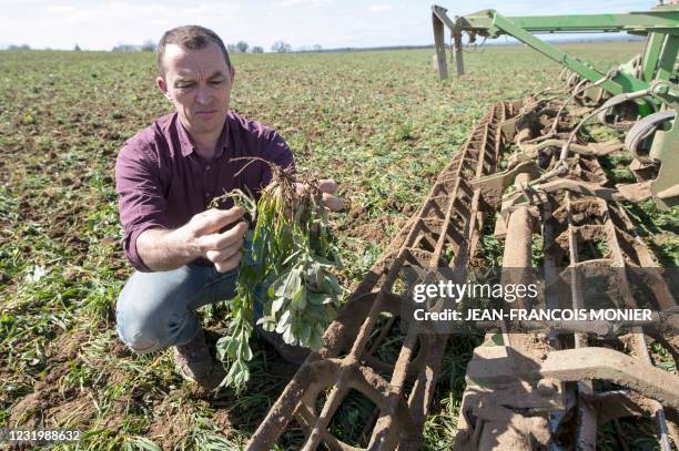 Nodulating Faba Roots 23 Root Nodules Stock Photos, High-Res Pictures, and Images - Getty Images