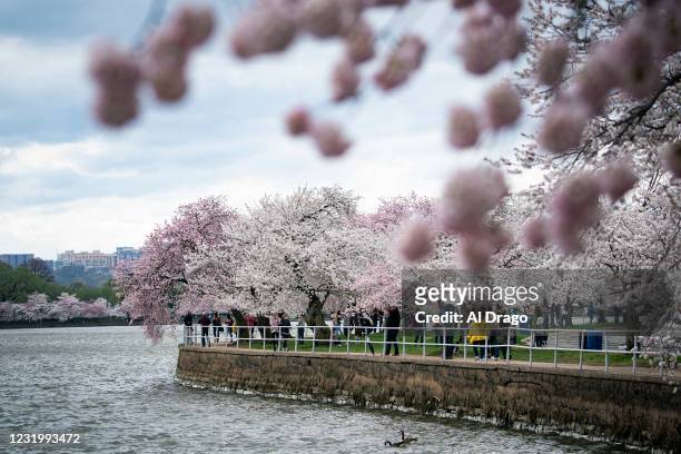 People walk along the Tidal Basin as they view Japanese Cherry Blossom trees blooming on March 28, 2021 in Washington, DC. The Japanese cherry trees...
