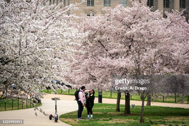 Man moves a hair out a womans face as they pose with Japanese Cherry Blossom trees blooming along the National Mall on March 28, 2021 in Washington,...