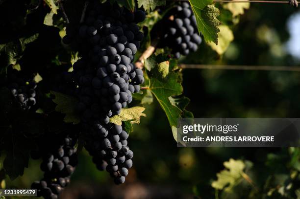 View of a bunch of Cabernet Sauvignon grapes at the vineyards of the Catena Zapata winery in Agrelo, Lujan de Cuyo department, Mendoza province,...