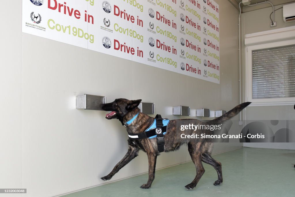 Covid-Sniffing Dogs Trained At Bio-Medico University Campus In Rome