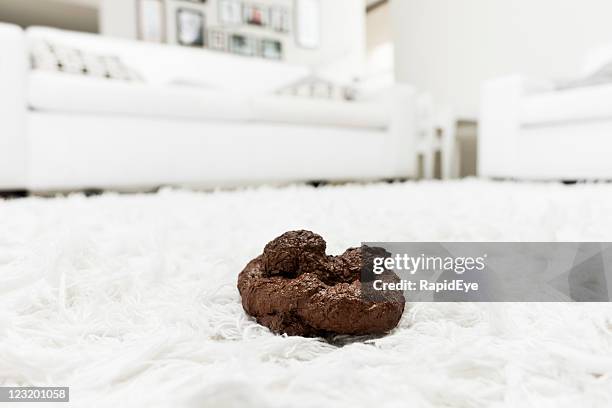 dog's dirty deed | feces on white carpet - feces stock pictures, royalty-free photos & images