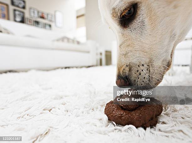 dog examines his dirty deed - ruiken stockfoto's en -beelden