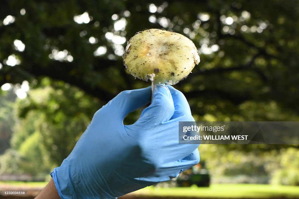 AUSTRALIA-PLANT-MUSHROOM