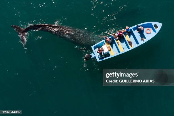 Aerial view of a gray whale swimming near a whale watching boat at Ojo de Liebre Lagoon in Guerrero Negro, Baja California Sur state, Mexico on March...