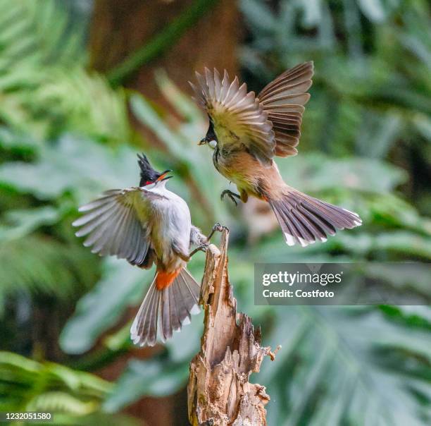 Red-whiskered Bulbuls look for food in a park in Nanning, south China's Guangxi Zhuang Autonomous Region, March 31, 2021. April 1, 2021 is the...