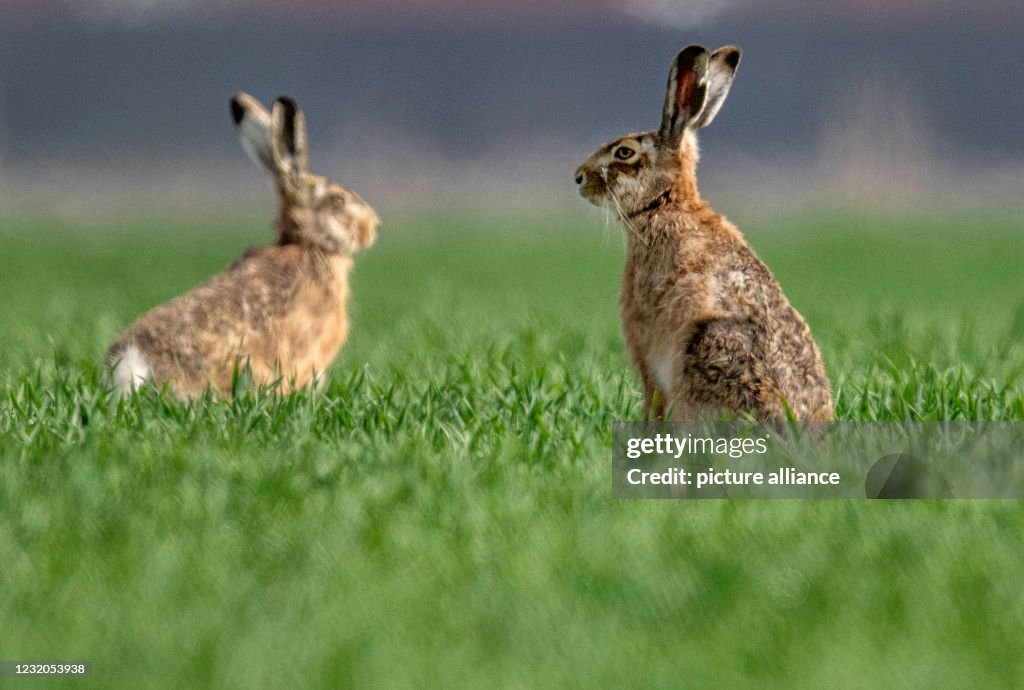 Hares