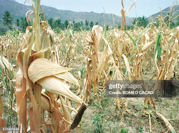 Corn wilts on a farm in this southern province17 April as severe drought caused by the El Nino weather phenomenon left seven corn and rice producing...