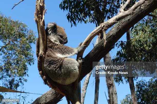 Photo taken March 4 shows a koala living on Australia's Kangaroo Island, near Adelaide. More than 41,000 koalas were killed or injured in the...