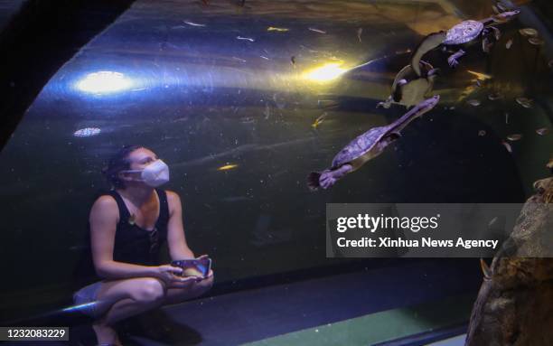 April 1, 2021 -- A woman visits Cairns Aquarium in Cairns, Queensland, Australia, on April 1, 2021. There were some restrictions remaining in place...