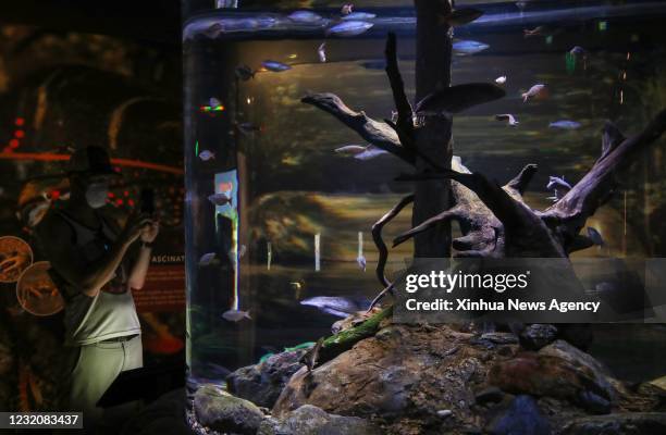 April 1, 2021 -- A man visits Cairns Aquarium in Cairns, Queensland, Australia, on April 1, 2021. There were some restrictions remaining in place...