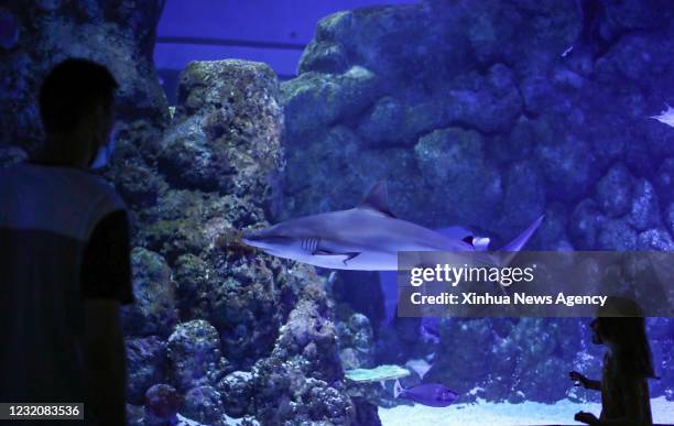 April 1, 2021 -- Tourists visit Cairns Aquarium in Cairns, Queensland, Australia, on April 1, 2021. There were some restrictions remaining in place...