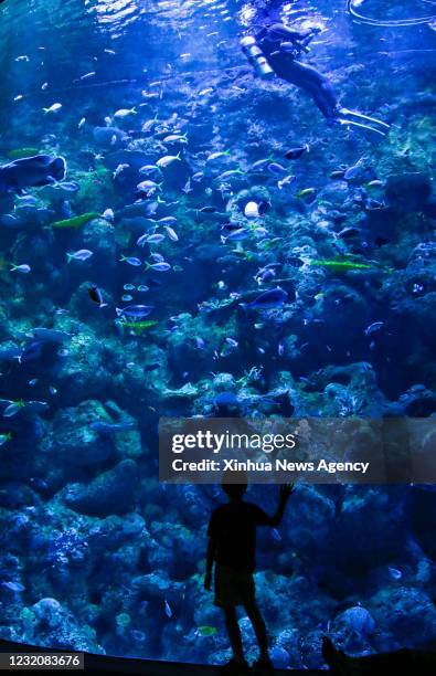 April 1, 2021 -- A tourist visits Cairns Aquarium in Cairns, Queensland, Australia, on April 1, 2021. There were some restrictions remaining in place...