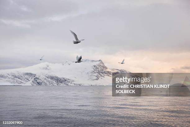 Seagulls fly near the boat of independent fisherman Lars Heilmann fishing for halibut in the Nuuk Fjord, near Nuuk, Greenland on March 20, 2021. -...
