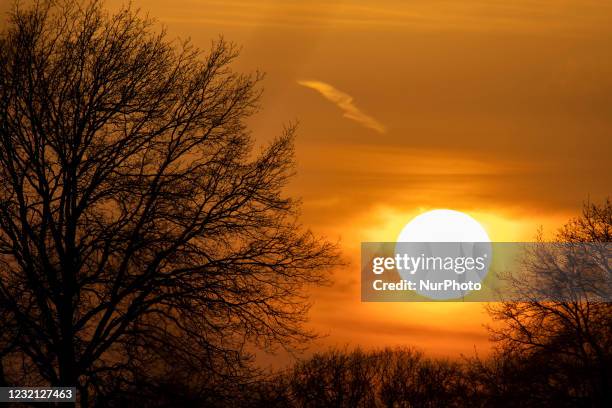 Spring season sunset time in the Netherlands. The Sun, the star of our Solar System as seen as a perfect sphere behind the silhouette of the trees...