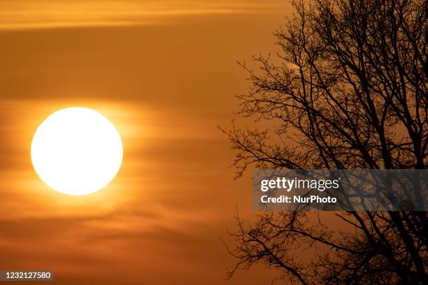 Spring season sunset time in the Netherlands. The Sun, the star of our Solar System as seen as a perfect sphere behind the silhouette of the trees...