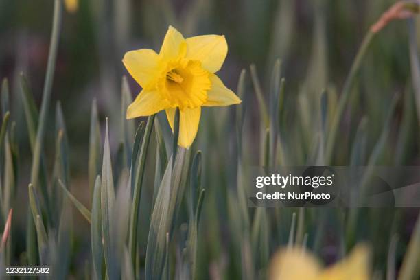 Flowering Narcissus pseudonarcissus species plants in the Spring season in the Netherlands, commonly known as wild daffodil or Lent lily, that is a...