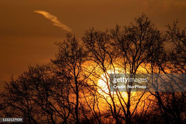 Spring season sunset time in the Netherlands. The Sun, the star of our Solar System as seen as a perfect sphere behind the silhouette of the trees...