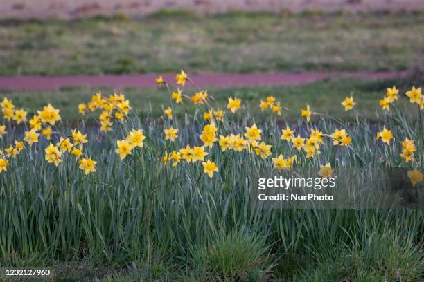 Flowering Narcissus pseudonarcissus species plants in the Spring season in the Netherlands, commonly known as wild daffodil or Lent lily, that is a...